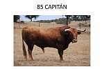 Madrid 1 de Julho de 2012 * Nº 85 Capitán
